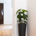 In Apartmán *