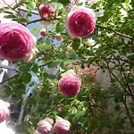Spacious In Brussels, Large Private Garden Apartment *