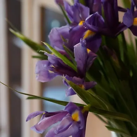 منزل للإقامة Rempart *