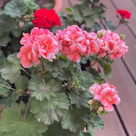 Moderne Centre De * Βρυξέλλες