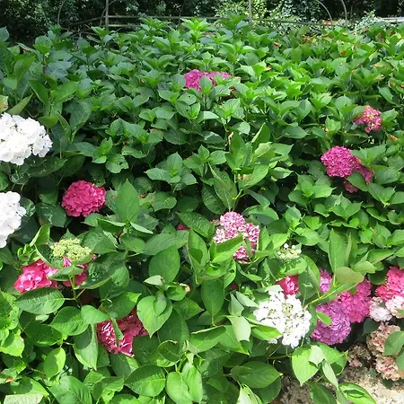 Les Taillis Brüssel