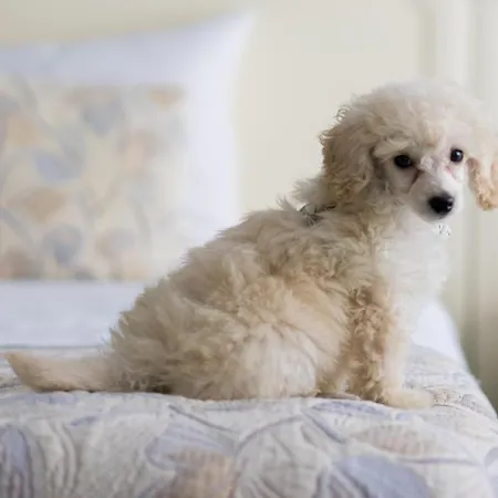 First Euroflat Hotel Bruksela