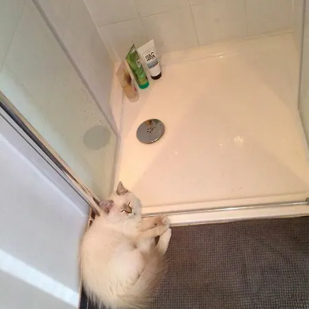 Art Nouveau Floral Διαμέρισμα