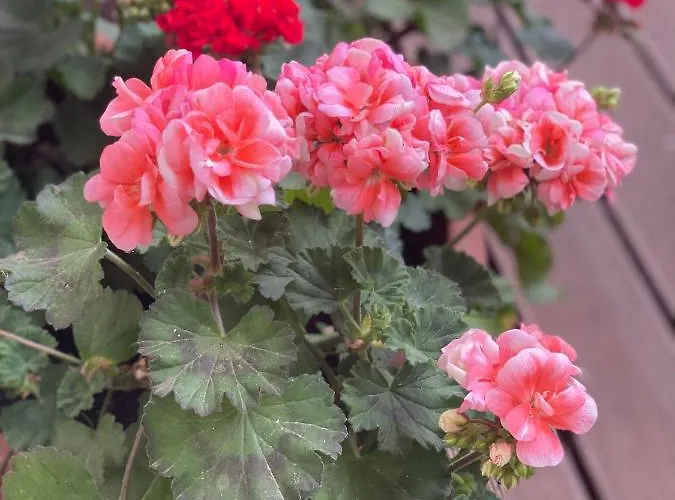 Moderne Centre De * Bryssel