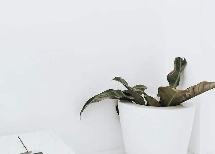 Lenoir 96 布鲁塞尔