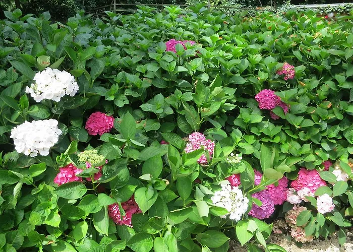 Les Taillis Brüsszel