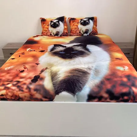 Dreamland Eu, Brussels