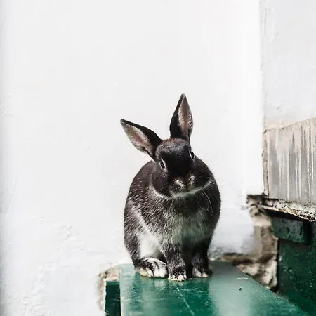 Rabbit Brussels Residence Apartment Brussels