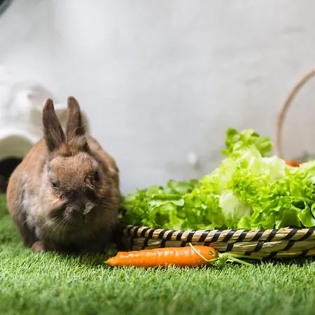 Rabbit Brussels Residence