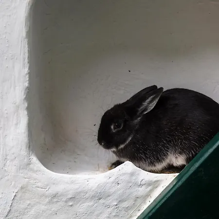 Διαμέρισμα Rabbit Brussels Residence *