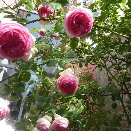 Spacious In Brussels, Large Private Garden Apartament *