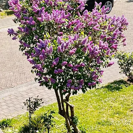 Kwatera prywatna Town House With Garden - 1 With Shared Bathroom *