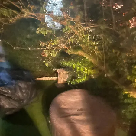 Bed & Breakfast Tropical