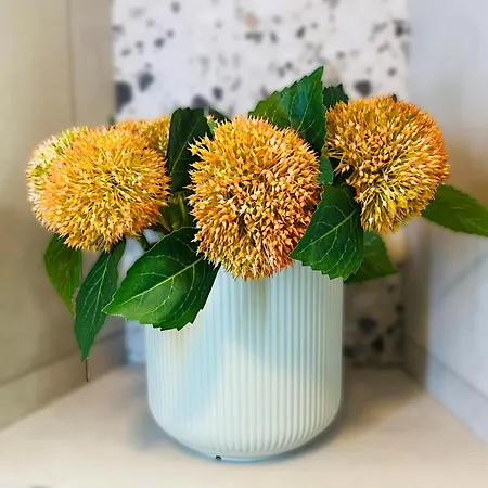 Efekt Confort Брюссель