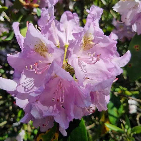 Chinese Pavilion Park - Magnificent Appartement Bruxelles