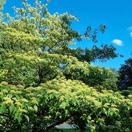 Chinese Pavilion Park - Magnificent