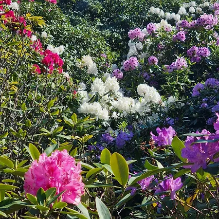 Chinese Pavilion Park - Magnificent *