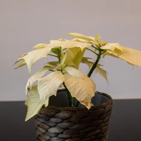 Appartamento New Center Of Trendy St Gille