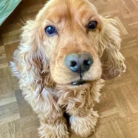 Cocon