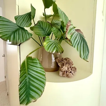 Apartment 2 Bedrooms - Baby Crib & Furnished Terrace In Lovely *