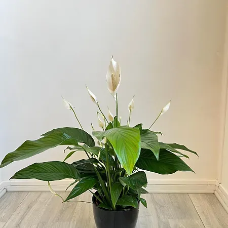 Beautiful Cosy Flat In Perfect Location Apartment Brüssel