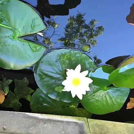 Daire Marie Therese Brüksel