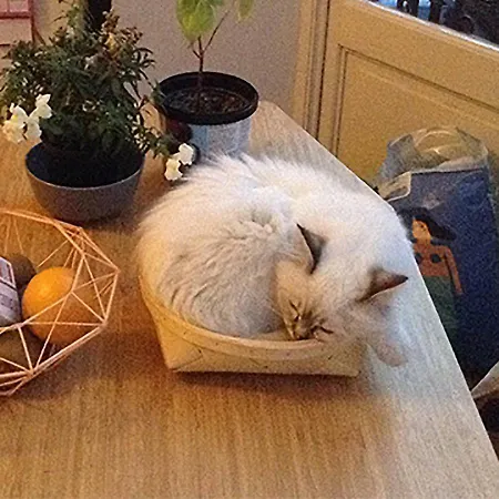 公寓 Art Nouveau Floral *