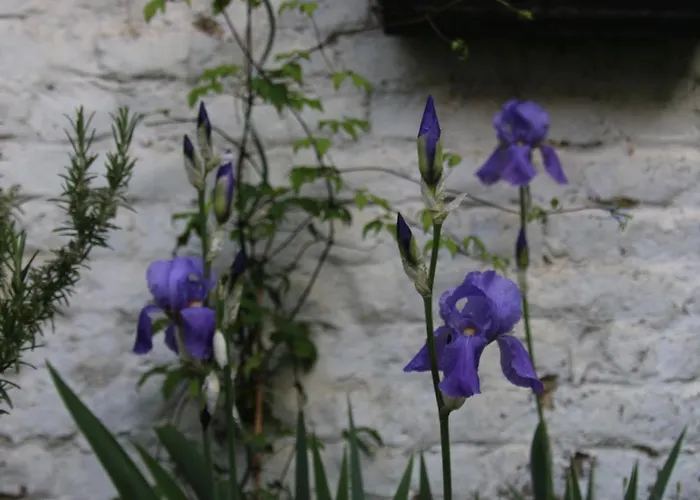 Les Iris Bed & Breakfast