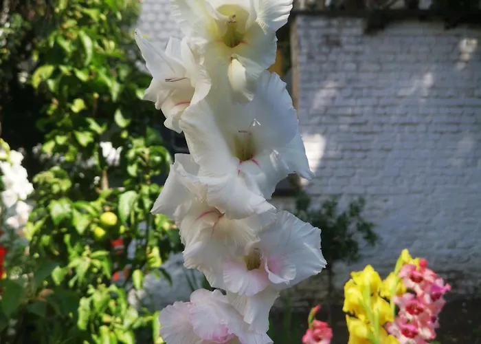 Bed & Breakfast Maison Jamaer Brussels