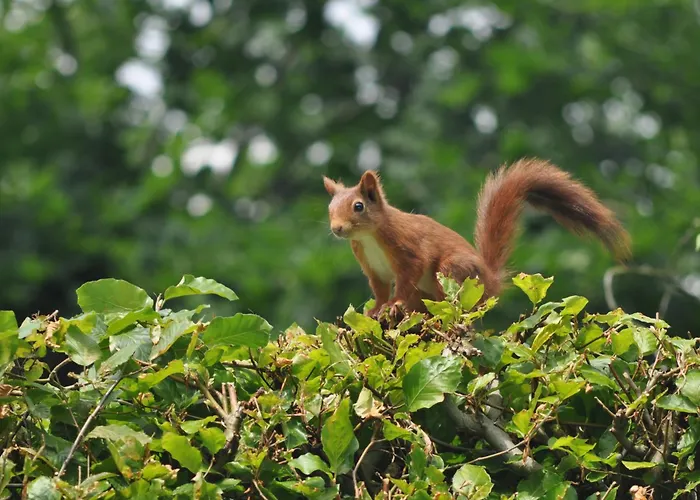 Woluwe - Lits En Mezzanine *