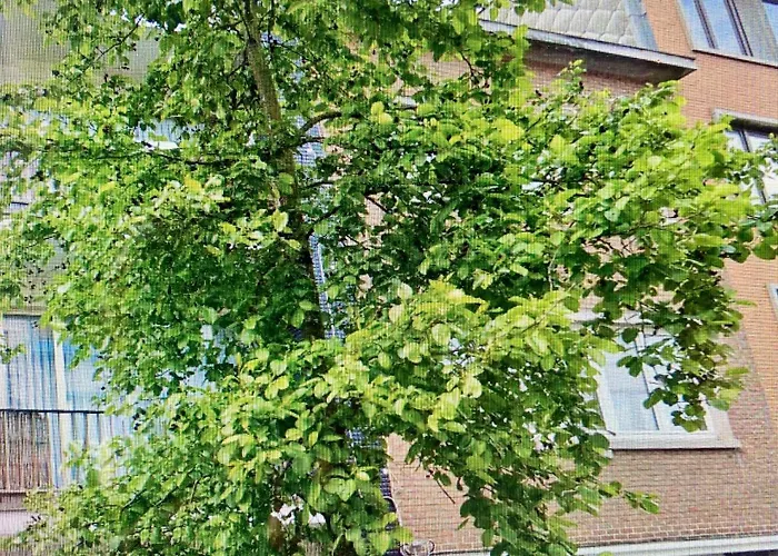 Chants D'oiseaux Apartment *