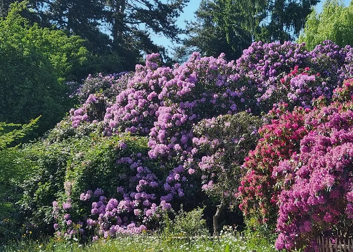 Chinese Pavilion Park - Magnificent * 布鲁塞尔