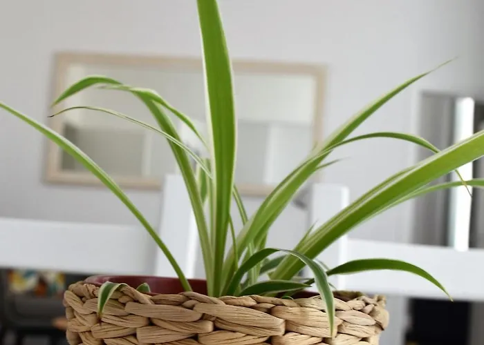 Flats Aparthotel Apartment