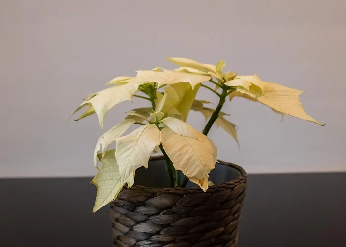 公寓 New Center Of Trendy St Gille