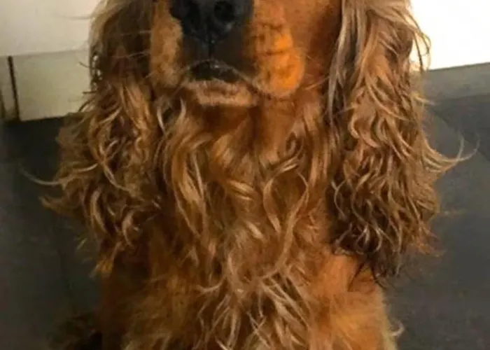 Cocoon Privat bolig Bruxelles