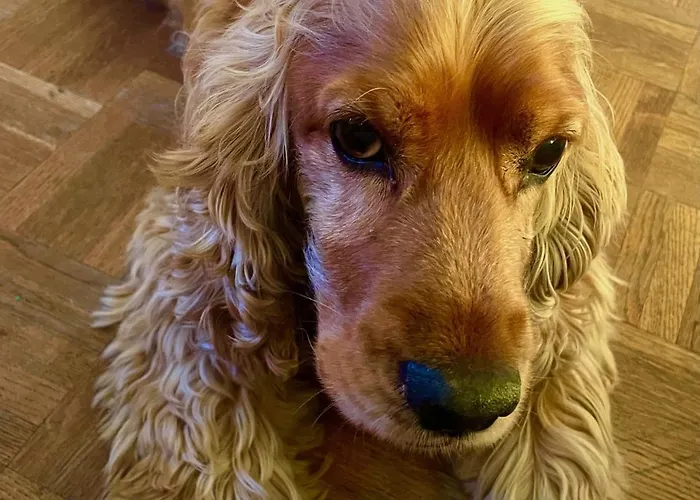 Privat bolig Cocoon Bruxelles