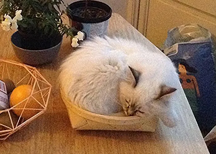 公寓 Art Nouveau Floral *