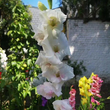 住宿加早餐酒店 家玛尔庄园住宿加早餐旅馆 布鲁塞尔
