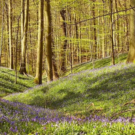 公寓 Charming House With Garden