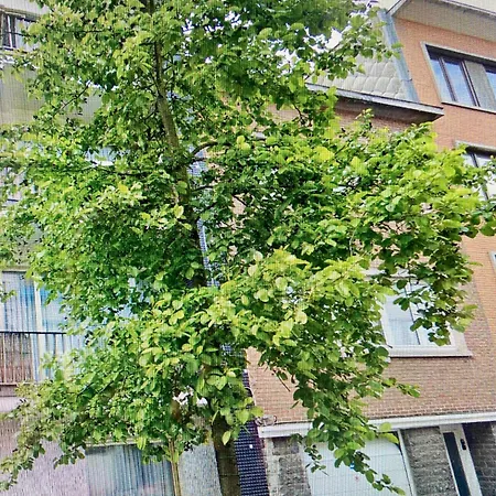 Chambre Chants D'oiseaux Apartman *