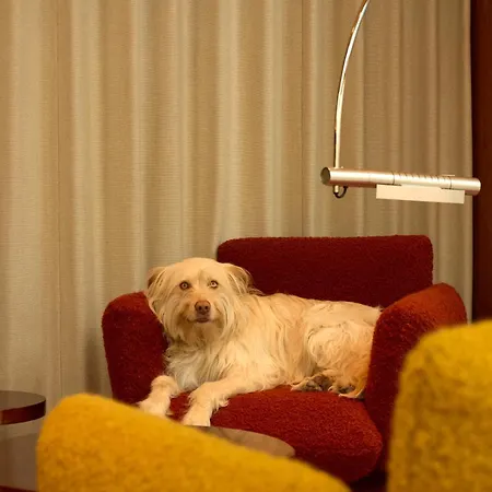 The Standard, 브뤼셀