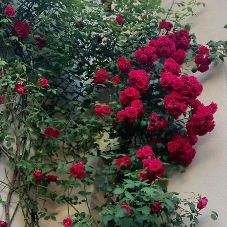 Bijou > Parvis St Pierre *