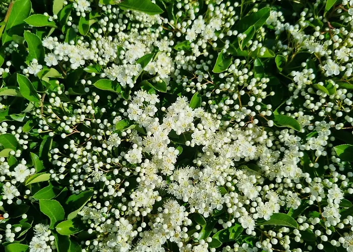 アパート Chinese Pavilion Park - Magnificent