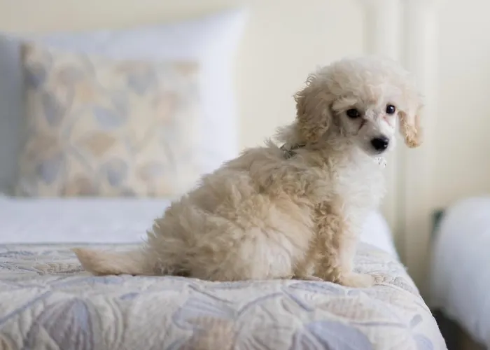 First Euroflat Hotel Brussels