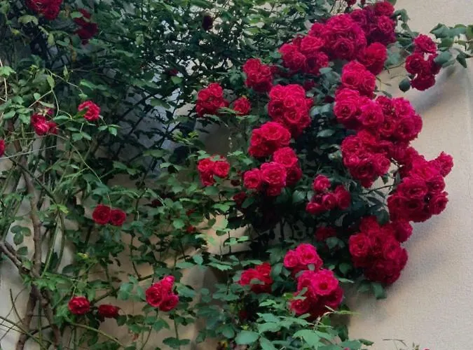 Bijou > Parvis St Pierre *