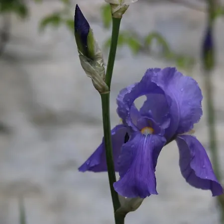 فندق مبيت وإفطار Les Iris *