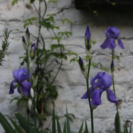 Les Iris فندق مبيت وإفطار