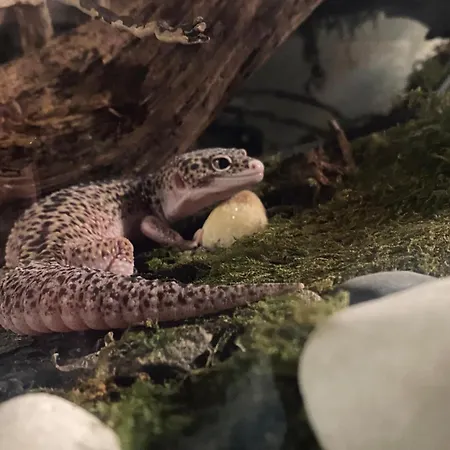 Magical Double Bedroom Duplex Апартаменты Брюссель